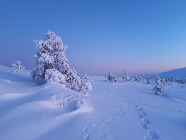 Laponie - neige